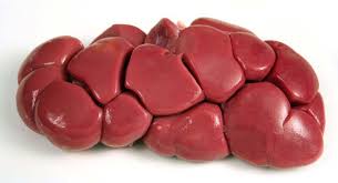 BEEF KIDNEY